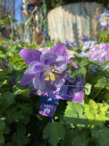 AQUILEGIA ELITE VIOLET 14CM