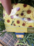 ARGYRANTHEMUM ELITE SUNLIGHT 14CM