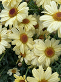 ARGYRANTHEMUM ELITE SUNLIGHT 14CM
