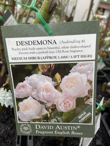 ROSA STANDARD DESDEMONA 3FT 20CM