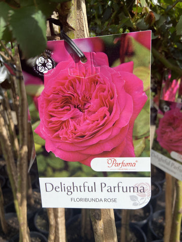 ROSA STANDARD DELIGHTFUL PARFUMA 3FT 20CM