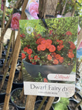 ROSE STANDARD DWARF FAIRY 3FT 20CM 