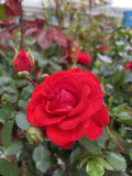 ROSE STANDARD DWARF FAIRY 3FT 20CM 