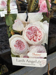 ROSA STANDARD EARTH ANGEL 3FT 20CM