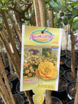 ROSE STANDARD FLOWER CARPET AMBER 3FT 20CM