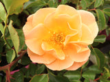 ROSE STANDARD FLOWER CARPET AMBER 3FT 20CM