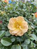 ROSE STANDARD FLOWER CARPET AMBER 3FT 20CM