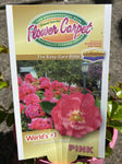 ROSA STANDARD FLOWER CARPET PINK 3FT 20CM