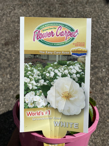 ROSA STANDARD FLOWER CARPET WHITE 3FT 20CM