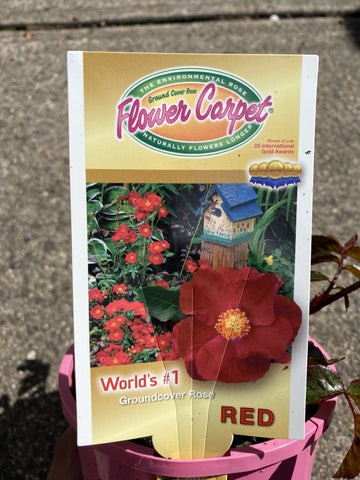 ROSE STANDARD FLOWER CARPET RED 3FT 20CM