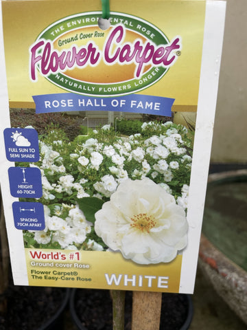 ROSE STANDARD FLOWER CARPET WHITE 2FT 20CM