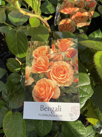 ROSA BENGALI 20CM