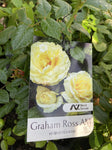 ROSA GRAHAM ROSS 20CM