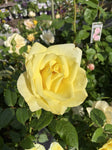 ROSA GRAHAM ROSS 20CM