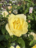 ROSA GRAHAM ROSS 20CM