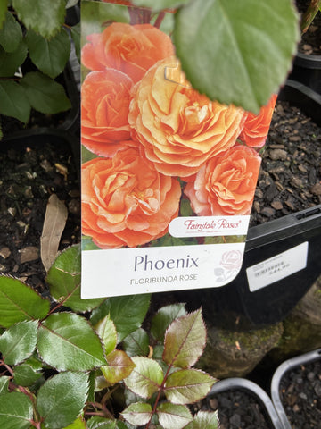 ROSA PHOENIX 20CM