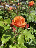 ROSA PHOENIX 20CM