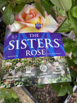 ROSE THE SISTER'S ROSE 20CM