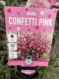 GAURA CONFETTI PINK 14CM