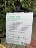 GAURA CONFETTI PINK 14CM