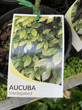 AUCUBA JAPONICA VARIEGATA GOLD DUST 14CM