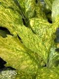 AUCUBA JAPONICA VARIEGATA GOLD DUST 14CM