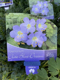POLEMONIUM BLUE DOVE 14CM 