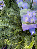 POLEMONIUM BLUE DOVE 14CM 