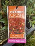 ACMENA ORANGE CRUSH 20CM
