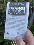 ACMENA ORANGE CRUSH 20CM
