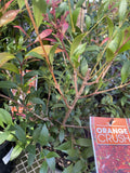 ACMENA ORANGE CRUSH 20CM