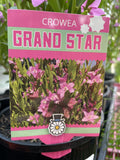 CROWEA GRAND STAR 14CM