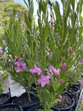 CROWEA GRAND STAR 14CM
