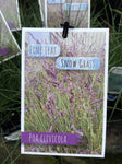 POA CLIVICOLA SNOW GRASS 14CM 