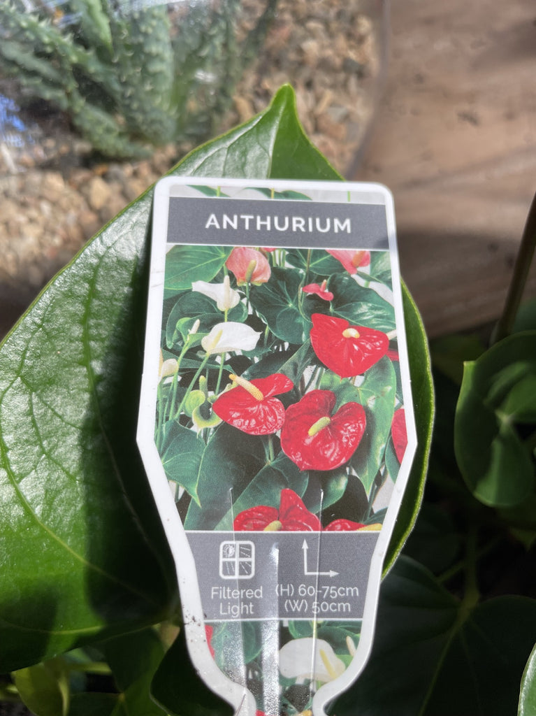 anthurium red victory ANTHURIUM RED VICTORY 25CM – Poyntons Nursery