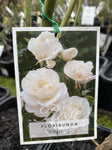 ROSE STANDARD ICEBERG 2FT 20CM 