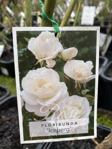 ROSE STANDARD ICEBERG 2FT 20CM 