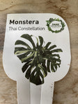 MONSTERA DELICIOSA THAI CONSTELLATION 13CM