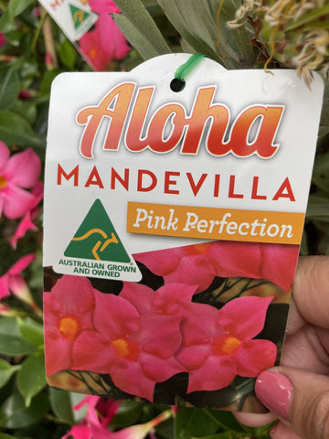 MANDEVILLA PINK PERFECTION 18CM