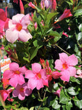 MANDEVILLA PINK PERFECTION 18CM