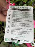 MANDEVILLA PINK PERFECTION 18CM