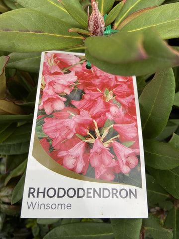 RHODODENDRON WINSOME 25CM