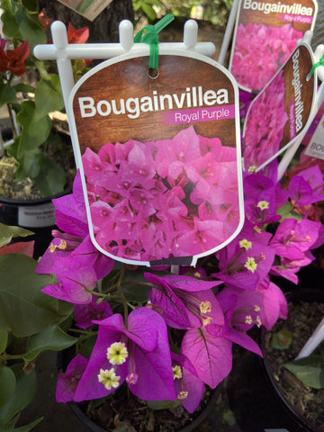 BOUGAINVILLEA ROYAL PURPLE 14CM