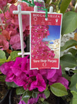 BOUGAINVILLEA VERA DEEP PURPLE 14CM 