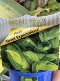 HOSTA GREAT EXPECTATIONS 14CM
