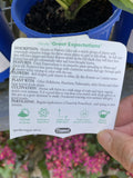HOSTA GREAT EXPECTATIONS 14CM
