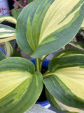 HOSTA GREAT EXPECTATIONS 14CM