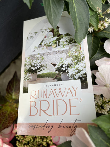 RUNAWAY BRIDE™ HYDRANGEA hybrid ‘USHYD0405’ 30CM 