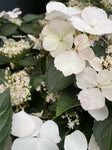 RUNAWAY BRIDE™ HYDRANGEA hybrid ‘USHYD0405’ 30CM 