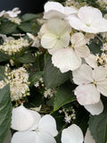 RUNAWAY BRIDE™ HYDRANGEA hybrid ‘USHYD0405’ 30CM 